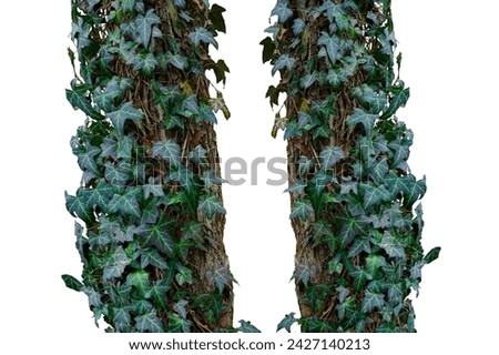 tree trunk entwined with ivy isolated on white background