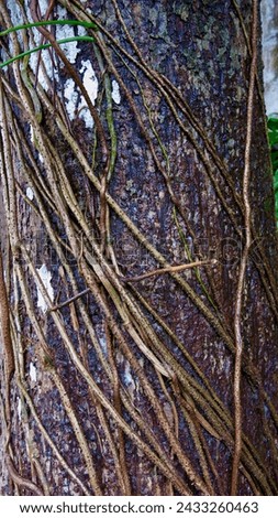 A tree trunk entwined with liana. A wet trunk of a tropical tree entwined with thin vines.                               