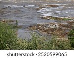 A tree trunk floats down a rushing river during a flood.