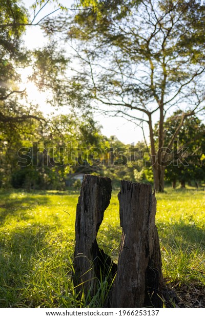 tree trunk in the foreground divided in half\
with trees in the\
background
