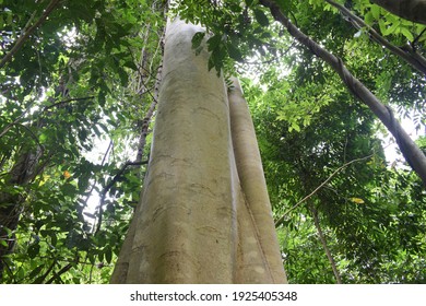 tree or tree trunk in forest