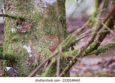 tree trunk in the forest