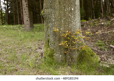 tree trunk in forest
