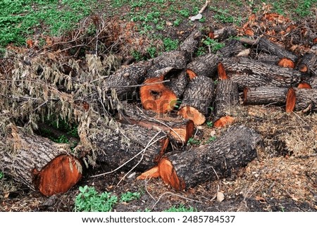 tree trunk in forest background