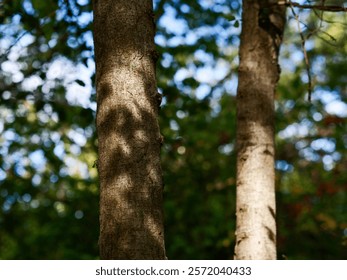 Tree trunk in the forest close-up, foliage out of focus, frontal view, bark texture, nature of France, Europe