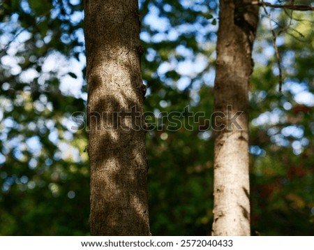 Tree trunk in the forest close-up, foliage out of focus, frontal view, bark texture, nature of France, Europe