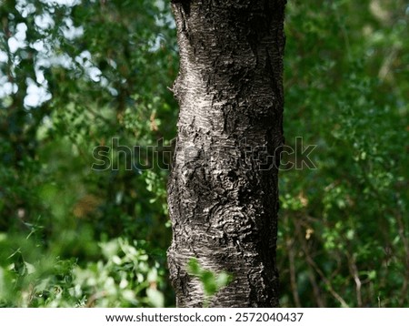Tree trunk in the forest close-up, foliage out of focus, frontal view, bark texture, nature of France, Europe