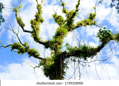 Tree Trunk Full Of Epiphyte Plants