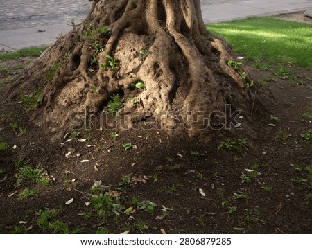 Tree trunk and gnarly roots emerging from soil with green grass