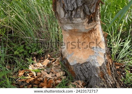 Similar – Foto Bild Von Bibern angenagter Baum, bestehend aus zwei Stämmen, inzwischen dürfte er liegen.