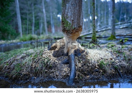 Tree Trunk Gnawed by Beaver in Wetland Forest – Wildlife Impact on Nature