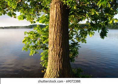 tree trunk and green leaves beside a lake