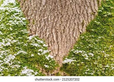 Tree Trunk With Green Moss Growing Into A V Shape With A Dusting Of Snow.