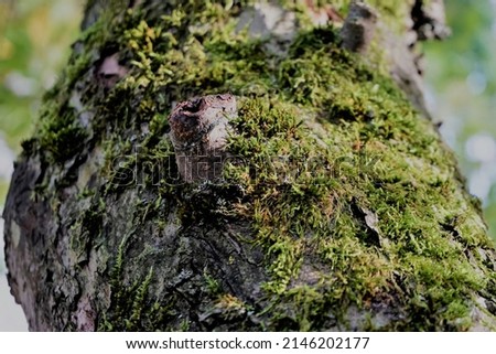 Similar – Image, Stock Photo The window to spring