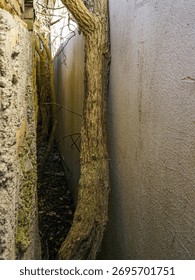 A tree trunk grows in a narrow space between two houses, pressing against the wall and showing how nature adapts to tight urban environments