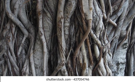 tree trunk grunge natural  organic background  texture 