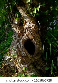 Tree Trunk With A Hole