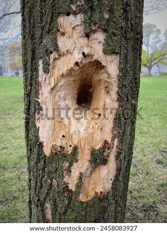 Tree trunk hole created by woodpeckers in the historic and heritage Macdonald Gardens park Lowertown East Ottawa Ontario Canada.