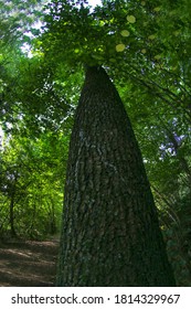 Tree And Tree Trunk Hot With Fish Eye