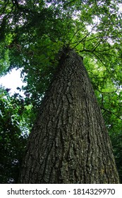 Tree And Tree Trunk Hot With Fish Eye