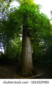 Tree And Tree Trunk Hot With Fish Eye