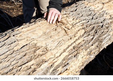 A tree trunk infested with emerald ash borers