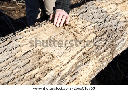 A tree trunk infested with emerald ash borers