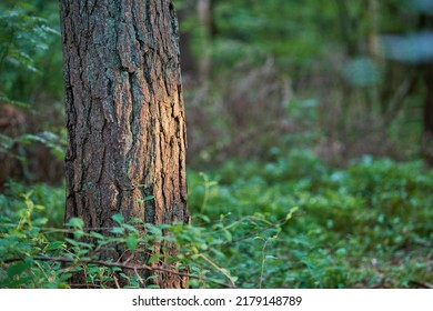 Tree Trunk Isolated Against A Bright, Colourful Leafy Forest Background. Textured Tree Bark Surrounded By Vibrant Greenery In Spring. Closeup View Of Stunning Nature Scene In A Lush Magical Forest