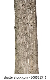 Tree Trunk Isolated On White Background - Shutterstock ID 608561345