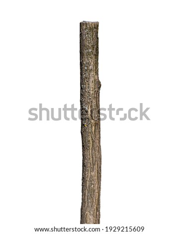 Tree Trunk Isolated On White Background 