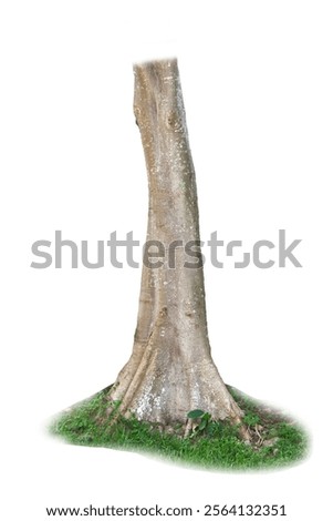 Tree trunk isolated on white, showcasing natural texture and growth. Perfect for nature, environment, and educational projects.