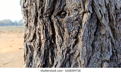 Tree Trunk Of Khejdi Tree In Subtropical Desert. Tree Trunk Wallpaper