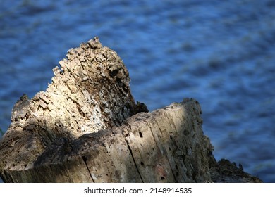 tree trunk with lake in the background