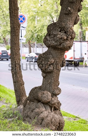 Tree trunk with large burls and abnormal growths stands by a busy urban street