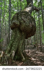 Tree trunk large burls. Rounded outgrowth on a tree trunk. Tree deformity also called burr.