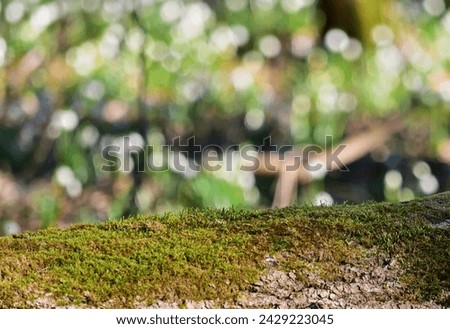 Tree trunk with Leucojum vernum in the background Stock photo © 