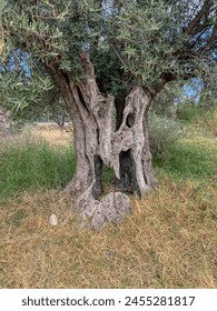 Tree with THE TRUNK LIKE A HUMAN FACE A MYSTERY OF NATURE