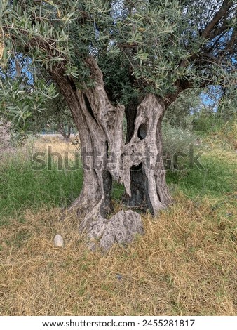 Tree with THE TRUNK LIKE A HUMAN FACE A MYSTERY OF NATURE