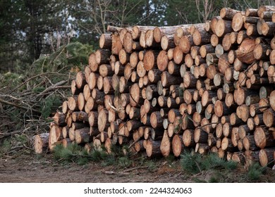 tree trunk or logpile in the forest background