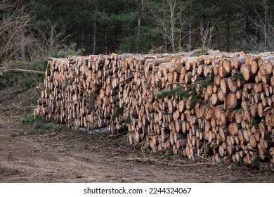 tree trunk or logpile in the forest background