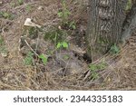 A tree trunk with a tree trunk in the middle