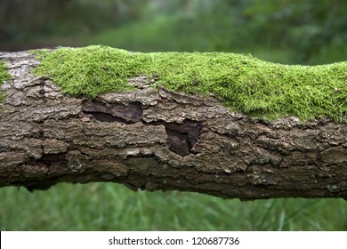 Tree Trunk With Moss