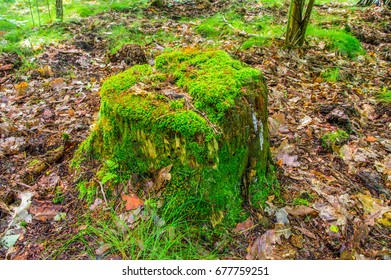 Tree trunk with moss in the forest.