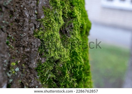 A tree trunk with moss on it and a sky background. High quality photo