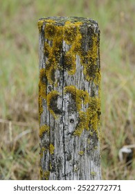 tree trunk with moss that has grown due to the weather conditions at the North Sea	