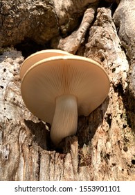 Tree trunk with a mushroom
