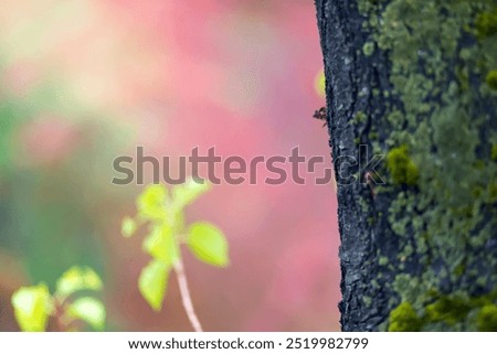 Hide-and-seek ;-) Nature