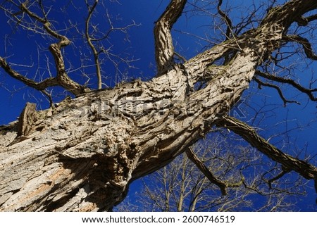 Tree trunk with numerous branches and ramifications in front of a dark blue sky in the March sun in the center of Bielefeld, North Rhine-Westphalia, Germany