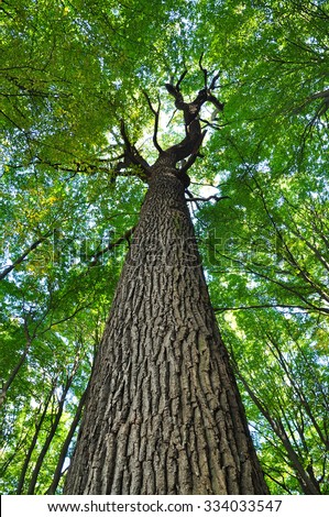 Tree trunk, oak old green.