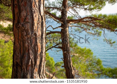 Tree trunk on a background of the sea. Pine forest.